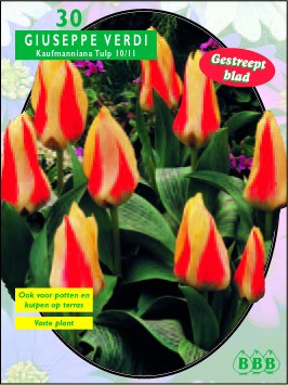 Bloembollen online Tulpenbollen Kaufmanniana tulpen tulp Kaufmanniana Guiseppe Verdi per 25 tulp Kaufmanniana Guiseppe Verdi per 25  (a5282)